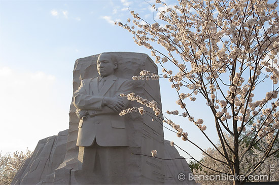 Cherry blossoms in Washington DC 2012 - MLK Memorial Cherry blossoms in Washington DC 2012 - MLK Memorial