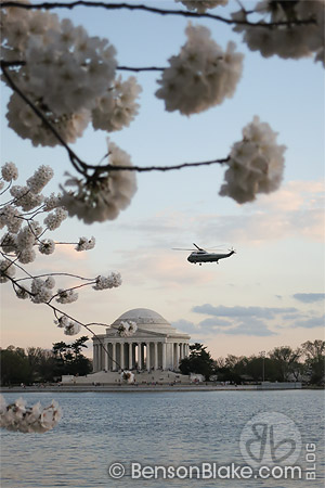 Cherry blossoms in Washington DC 2012 - Jefferson Memorial Cherry blossoms in Washington DC 2012
