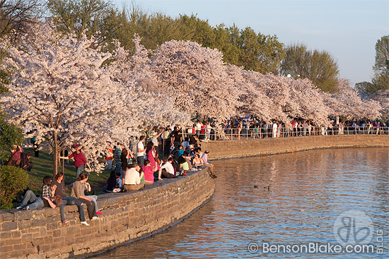 People enjoying the cherry bloccoms at the tidal basin