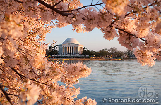 Cherry blossoms framing the Jefferson Memorial