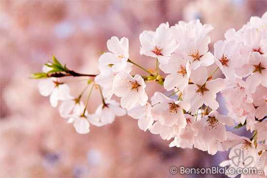 DC Cherry Blossoms (close-up)