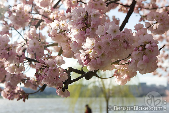 Cherry blossoms in Washington DC 2009
