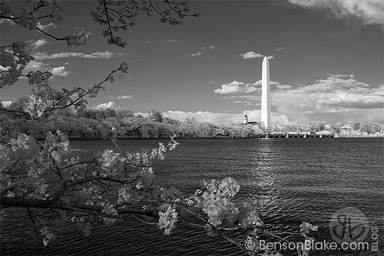 Cherry blossoms in Washington DC 2009 - Washington Monument