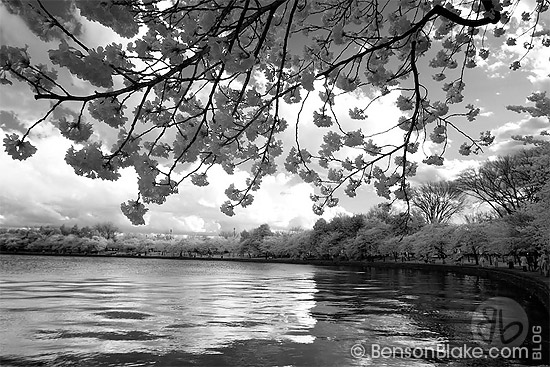 Cherry blossoms in Washington DC 2009 - infrared