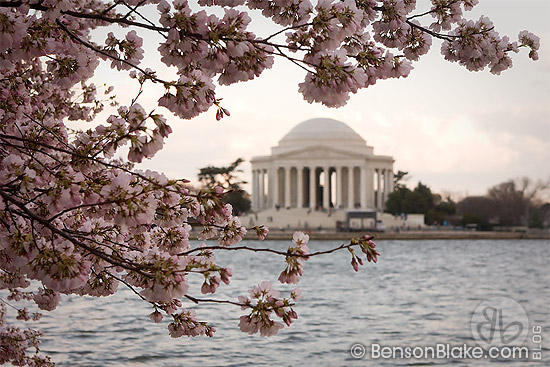 Cherry blossoms in Washington DC 2009 - Jefferson Memorial