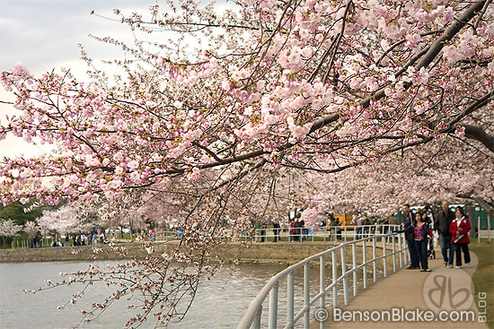 Cherry blossoms in Washington DC 2009