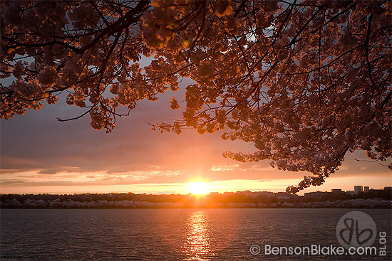 Cherry blossoms & sunset in Washington DC 2009