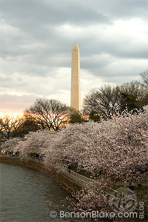 Cherry blossoms in Washington DC 2009 - Washington Monument
