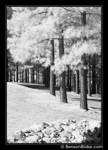 Infrared photo - golf course