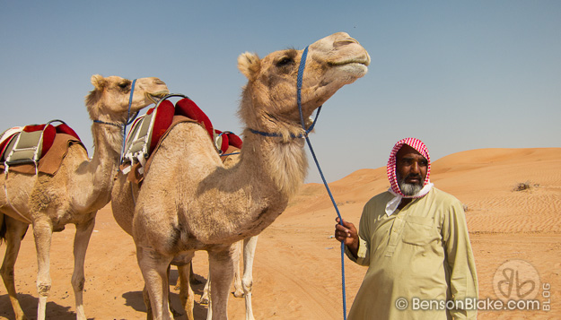 Camel riding in Al Ain, Abu Dhabi